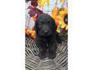 Labradoodle Puppy for sale in Downing, MO, USA