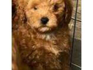 Mutt Puppy for sale in Mount Vernon, IL, USA