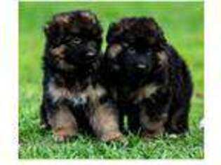 German Shepherd Dog Puppy for sale in Spring City, TN, USA
