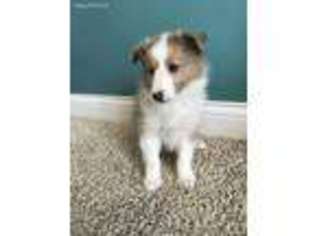 Shetland Sheepdog Puppy for sale in Coxs Creek, KY, USA