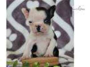 Boston Terrier Puppy for sale in Harrisburg, PA, USA