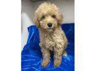 Goldendoodle Puppy for sale in Weirsdale, FL, USA