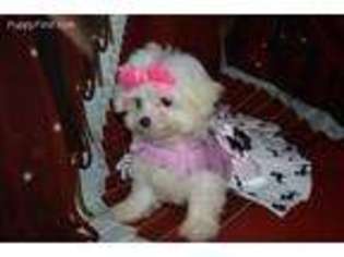 Maltese Puppy for sale in Sulphur Springs, TX, USA
