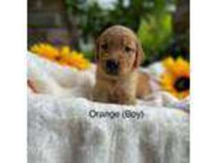 Golden Retriever Puppy for sale in Jacksonville, FL, USA