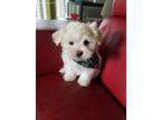 Maltese Puppy for sale in Lorton, VA, USA