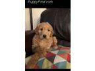 Goldendoodle Puppy for sale in Girard, OH, USA