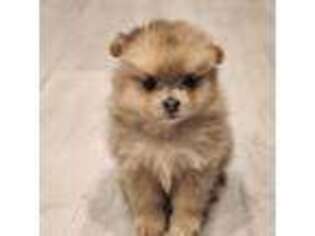 Pomeranian Puppy for sale in Las Vegas, NV, USA