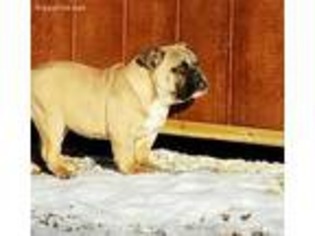 Bulldog Puppy for sale in Edgar Springs, MO, USA