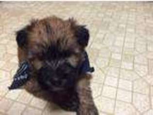 Soft Coated Wheaten Terrier Puppy for sale in West Des Moines, IA, USA