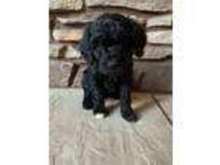 Labradoodle Puppy for sale in Flagstaff, AZ, USA