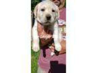 Labrador Retriever Puppy for sale in Wolcott, NY, USA