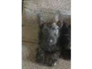Scottish Terrier Puppy for sale in Subiaco, AR, USA