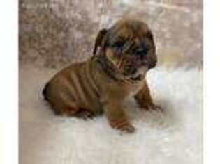 Bulldog Puppy for sale in Vancleave, MS, USA