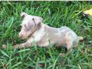 Miniature Pinscher Puppy for sale in Pensacola, FL, USA