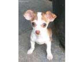 Chihuahua Puppy for sale in O Fallon, MO, USA