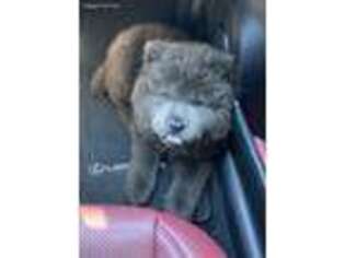 Chow Chow Puppy for sale in Henderson, NV, USA