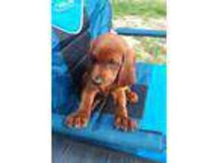 Redbone Coonhound Puppy for sale in Palermo, ME, USA