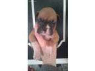 Boxer Puppy for sale in Stillwater, OK, USA