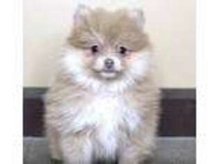 Pomeranian Puppy for sale in Erlanger, KY, USA