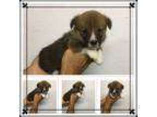 Pembroke Welsh Corgi Puppy for sale in Clifton, KS, USA