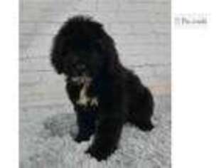 Portuguese Water Dog Puppy for sale in Evansville, IN, USA