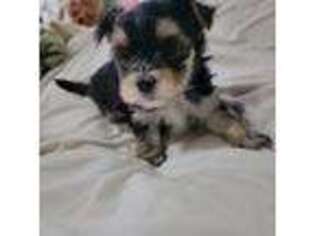 Mutt Puppy for sale in Gloucester, VA, USA