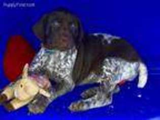 German Shorthaired Pointer Puppy for sale in Crystal River, FL, USA