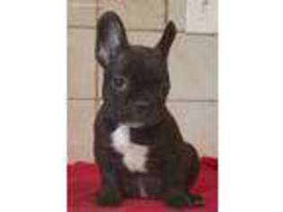 French Bulldog Puppy for sale in Gainesville, MO, USA