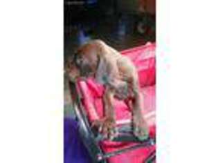 German Shorthaired Pointer Puppy for sale in Apple Creek, OH, USA