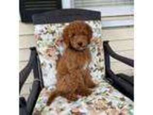 Goldendoodle Puppy for sale in Mcdonough, GA, USA