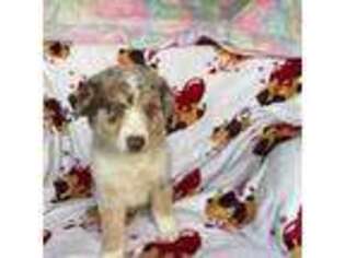 Australian Shepherd Puppy for sale in New Orleans, LA, USA