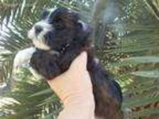 Havanese Puppy for sale in Lake Placid, FL, USA
