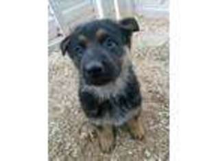 German Shepherd Dog Puppy for sale in Little Compton, RI, USA