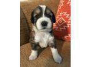 Mutt Puppy for sale in Brownsdale, MN, USA