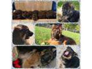 German Shepherd Dog Puppy for sale in Vail, IA, USA