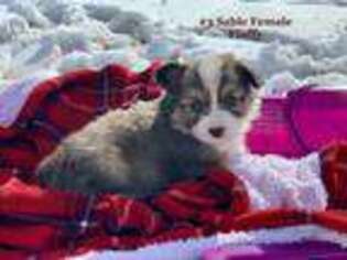 Pembroke Welsh Corgi Puppy for sale in Springdale, AR, USA