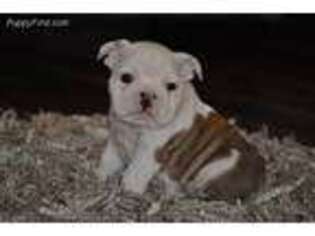 Bulldog Puppy for sale in Beaver Creek, MN, USA