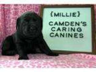 Labrador Retriever Puppy for sale in Camden, IN, USA