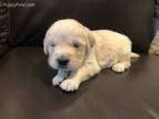 Mutt Puppy for sale in Royse City, TX, USA