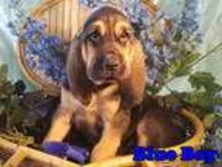 Bloodhound Puppy for sale in Tetonia, ID, USA