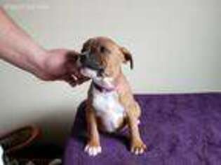 Staffordshire Bull Terrier Puppy for sale in Forest Grove, OR, USA