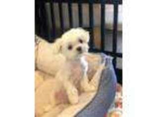 Maltese Puppy for sale in Chantilly, VA, USA