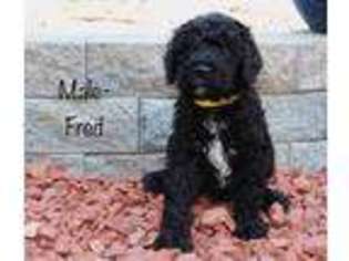 Goldendoodle Puppy for sale in Dresden, OH, USA