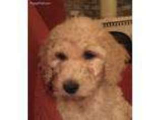 Goldendoodle Puppy for sale in Yerington, NV, USA