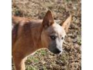 Australian Cattle Dog Puppy for sale in Gatlinburg, TN, USA