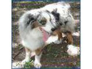 Australian Shepherd Puppy for sale in Lee, FL, USA