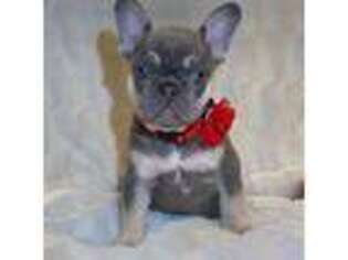 French Bulldog Puppy for sale in Ladera Ranch, CA, USA