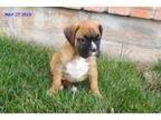 Boxer Puppy for sale in San Jacinto, CA, USA