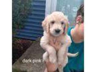 Goldendoodle Puppy for sale in Attleboro, MA, USA