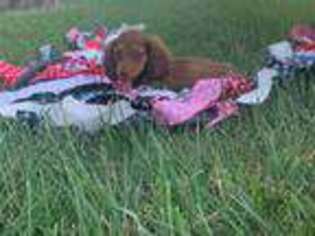 Dachshund Puppy for sale in Etowah, TN, USA